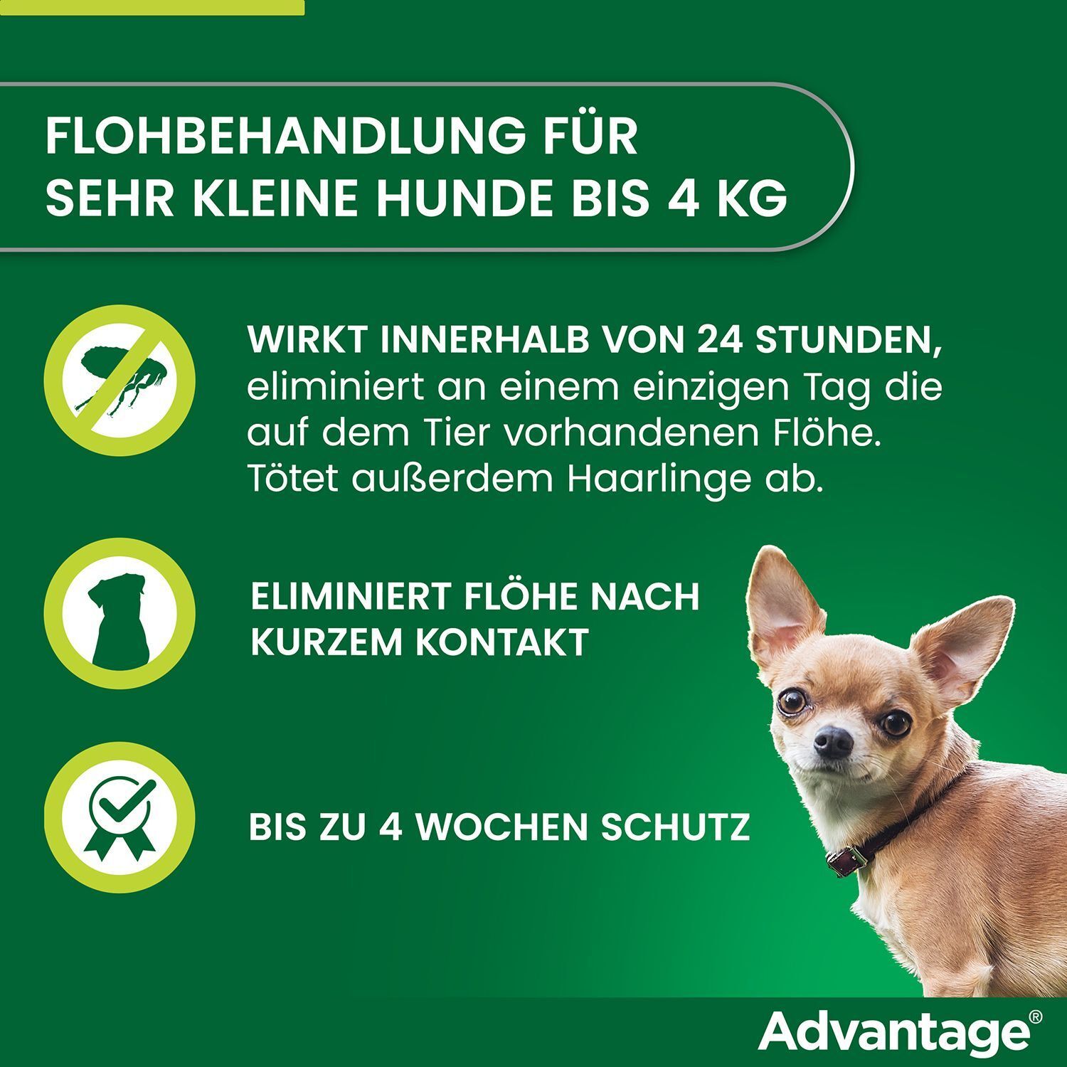 Text: Flohbehandlung für sehr kleine Hunde bis 4 kg. Wirkt innerhalb 24 Stunden. Hund.