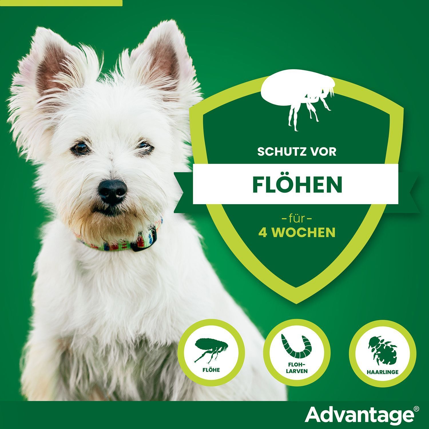 Weißer Hund vor grünem Hintergrund. Text: Schutz vor Flöhen - für 4 Wochen. Vorteil Logo.