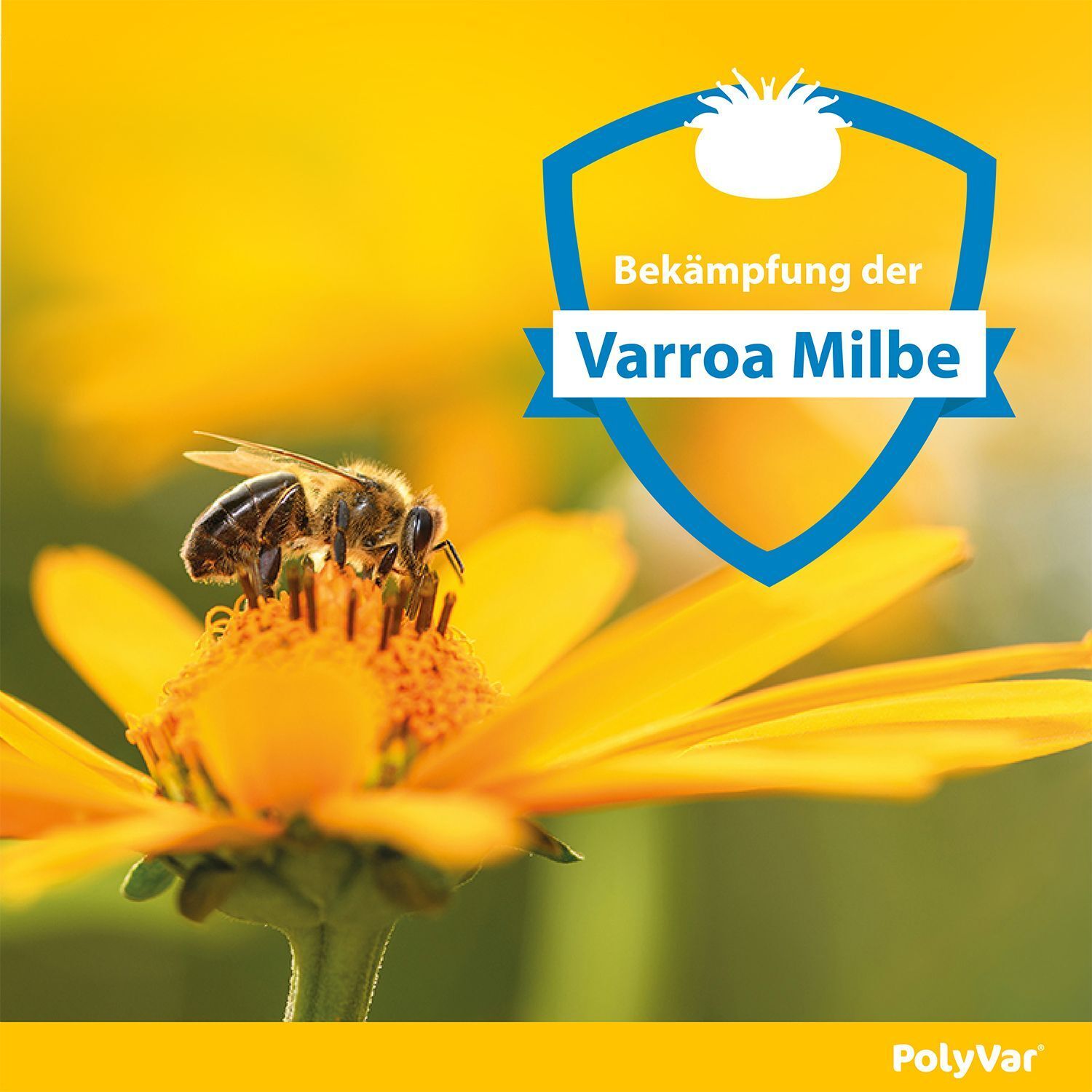 Nahaufnahme einer Biene auf einer gelben Blüte. Schild mit Text: Bekämpfung der Varroa Milbe. Polyvar Logo.