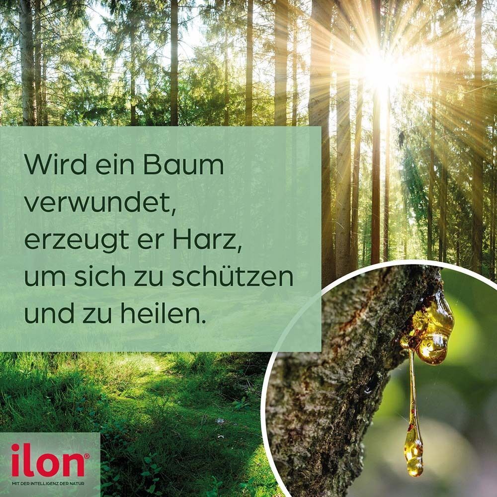 Baumharz als natürlicher Schutz und Heilungsprozess.
