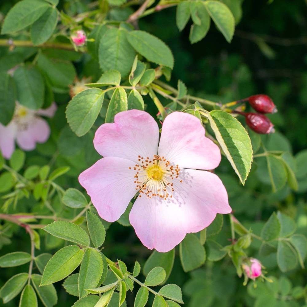 Eine rosa Wildblumenblüte mit Blättern und Hagebuttenknospen.