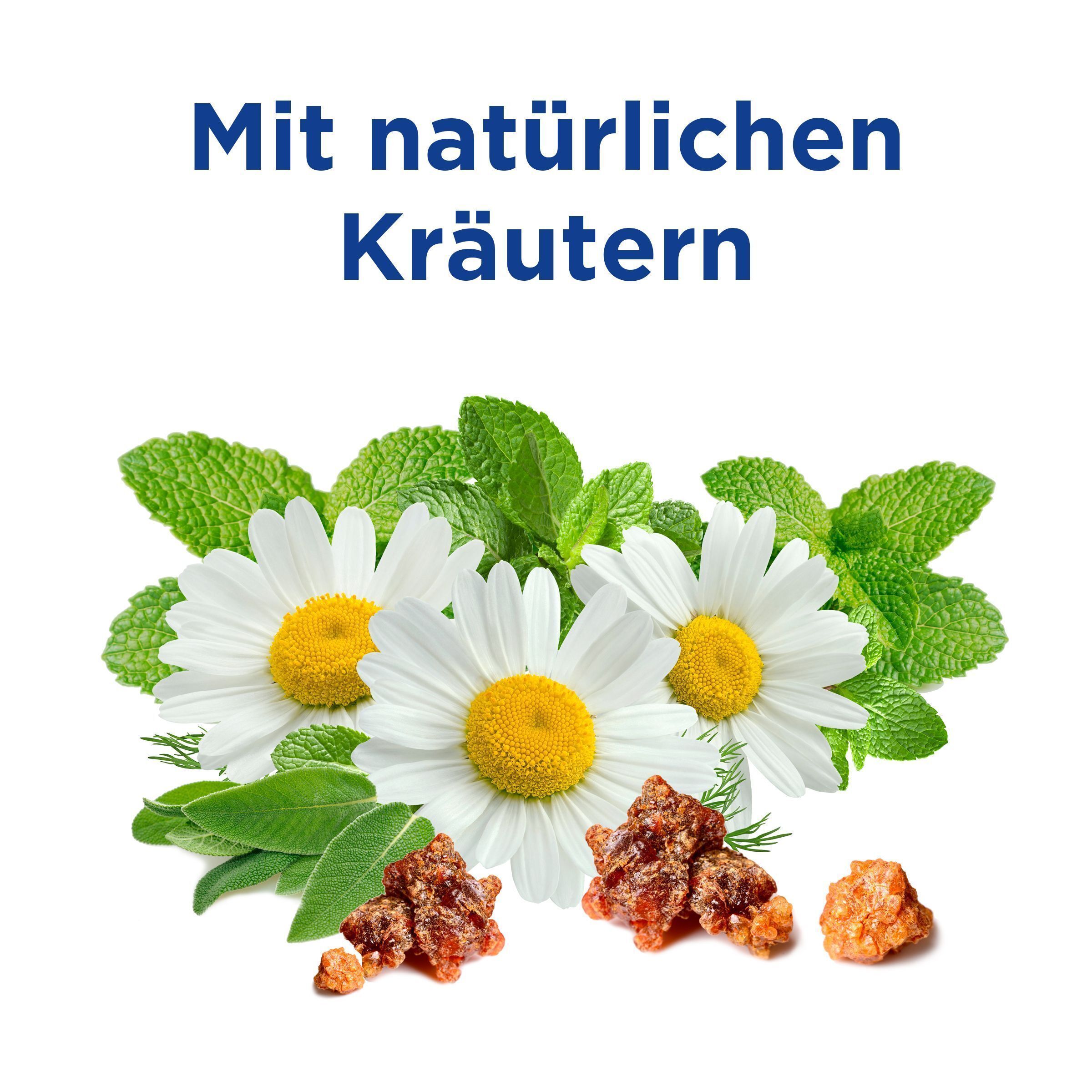 Drei Kamillenblüten mit Minzblättern und Kräutern. Natürliche Kräuter für die Zahnpasta.