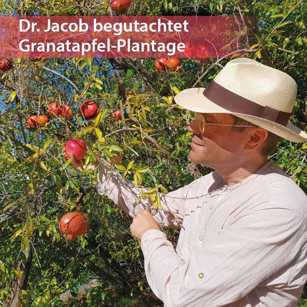 Dr. Jacob inspiziert Granatapfel-Plantage für sein Produkt.
