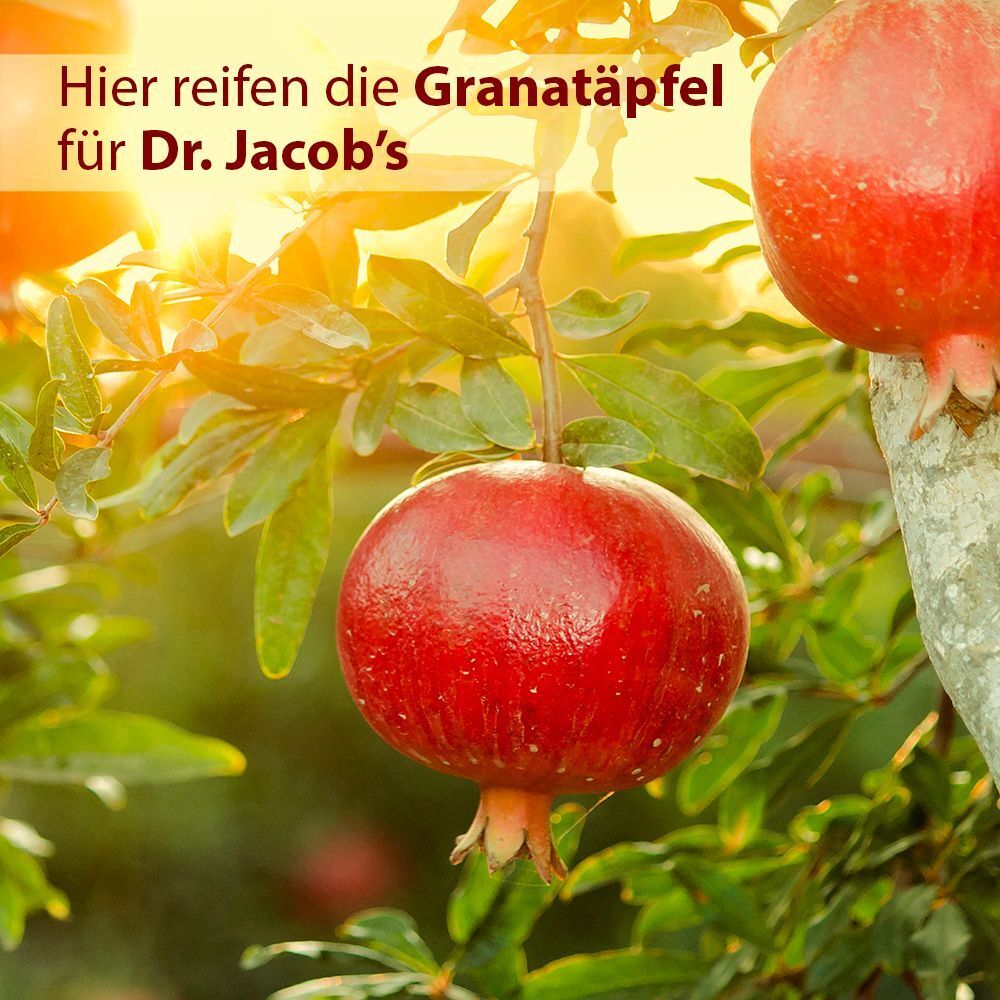 Reifende Granatäpfel an einem Baum, Quelle für Dr. Jacob's Granaimun. Sonnenschein und grüne Blätter.
