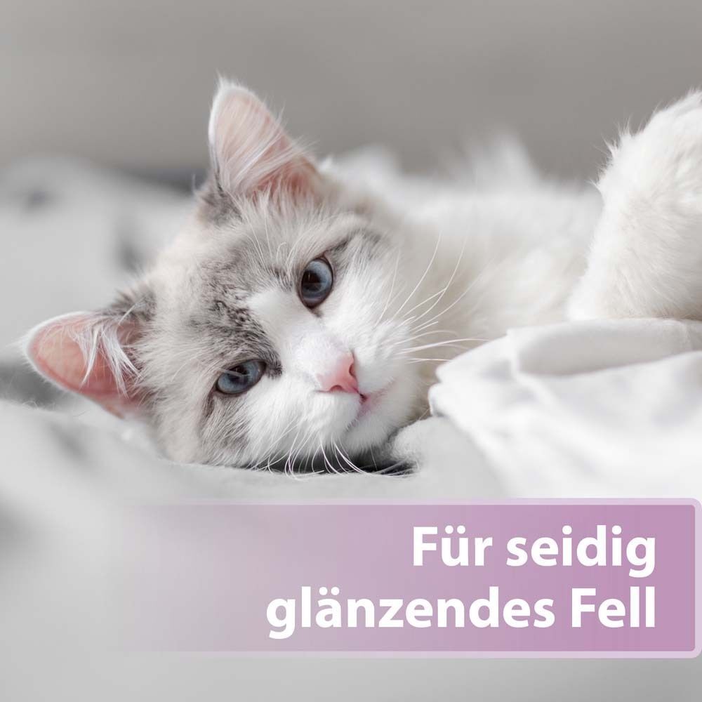 Eine Katze mit seidig glänzendem Fell liegt auf einer Decke.