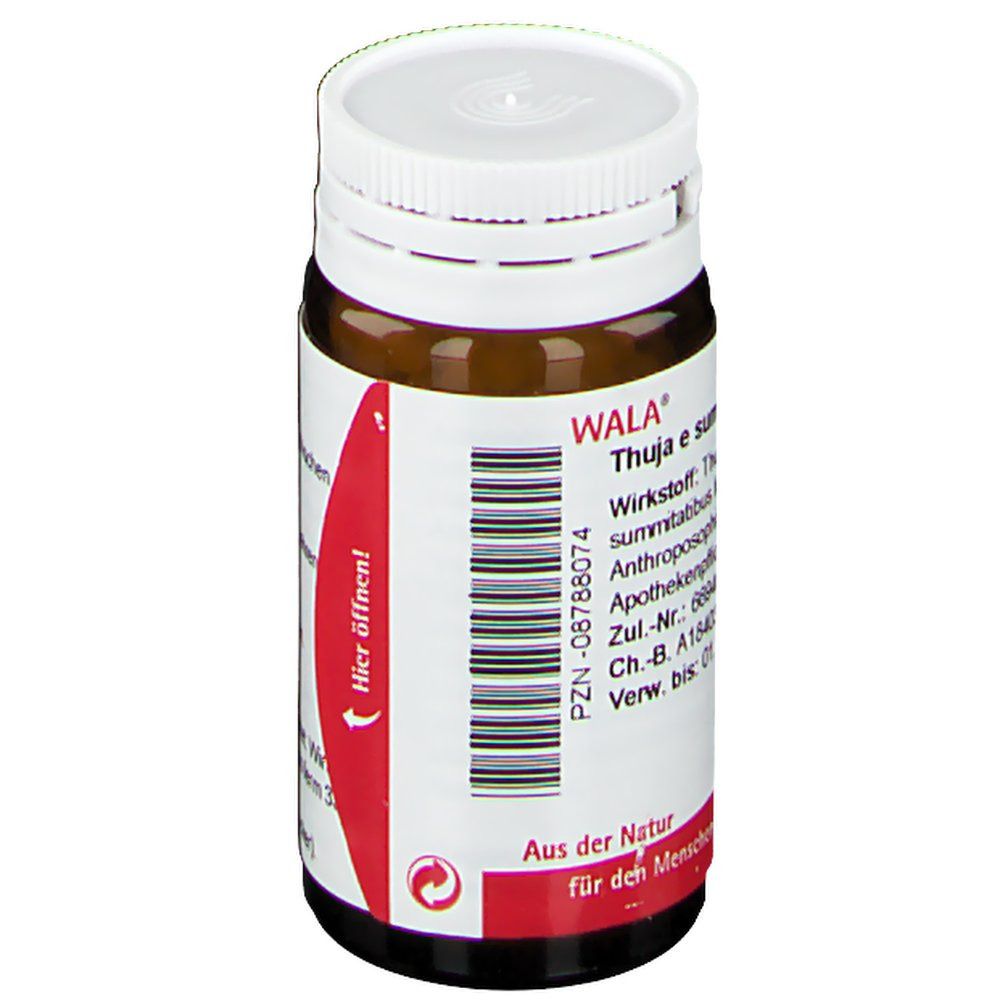minze topfpflanze Minze Mojo  Kruterpflanze in Grtnerqualitt kaufen