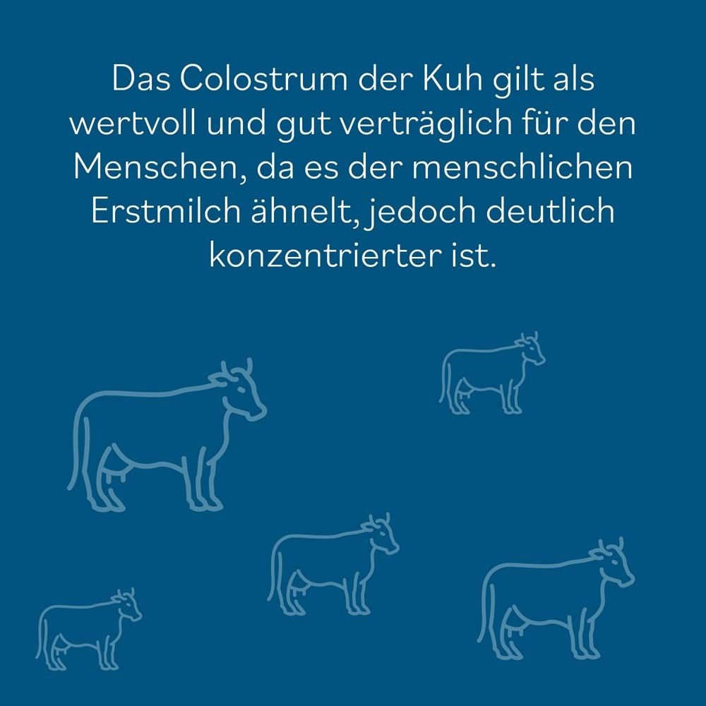 Blaue Grafik mit Kuh-Umrissen. Text: Das Colostrum der Kuh gilt als wertvoll.
