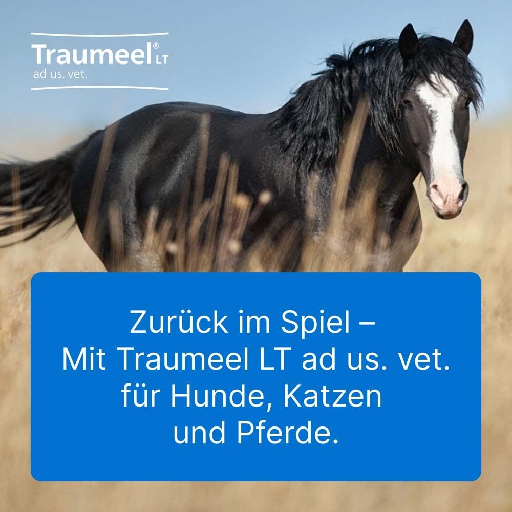 Pferd im Feld. Text: Zurück im Spiel – Mit Traumeel LT ad us. vet. für Hunde, Katzen und Pferde.