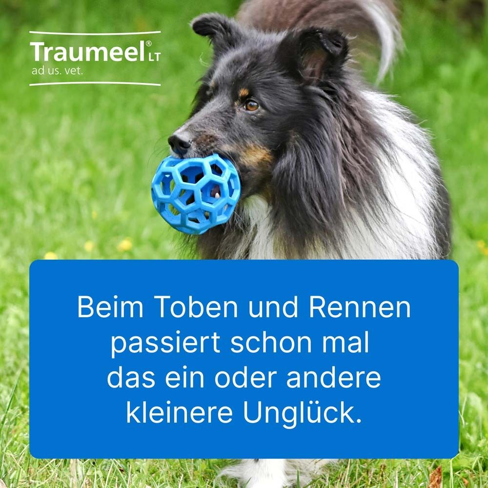 Hund mit blauem Spielzeug im Maul. Text: Beim Toben und Rennen passiert schon mal das ein oder andere kleinere Unglück.