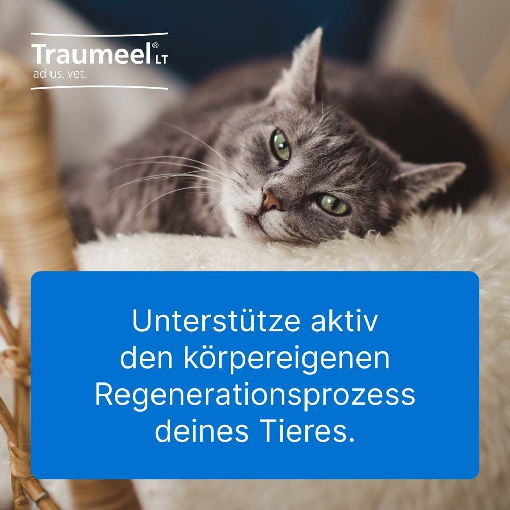 Katze auf Kissen. Text: Unterstütze aktiv den körpereigenen Regenerationsprozess deines Tieres.