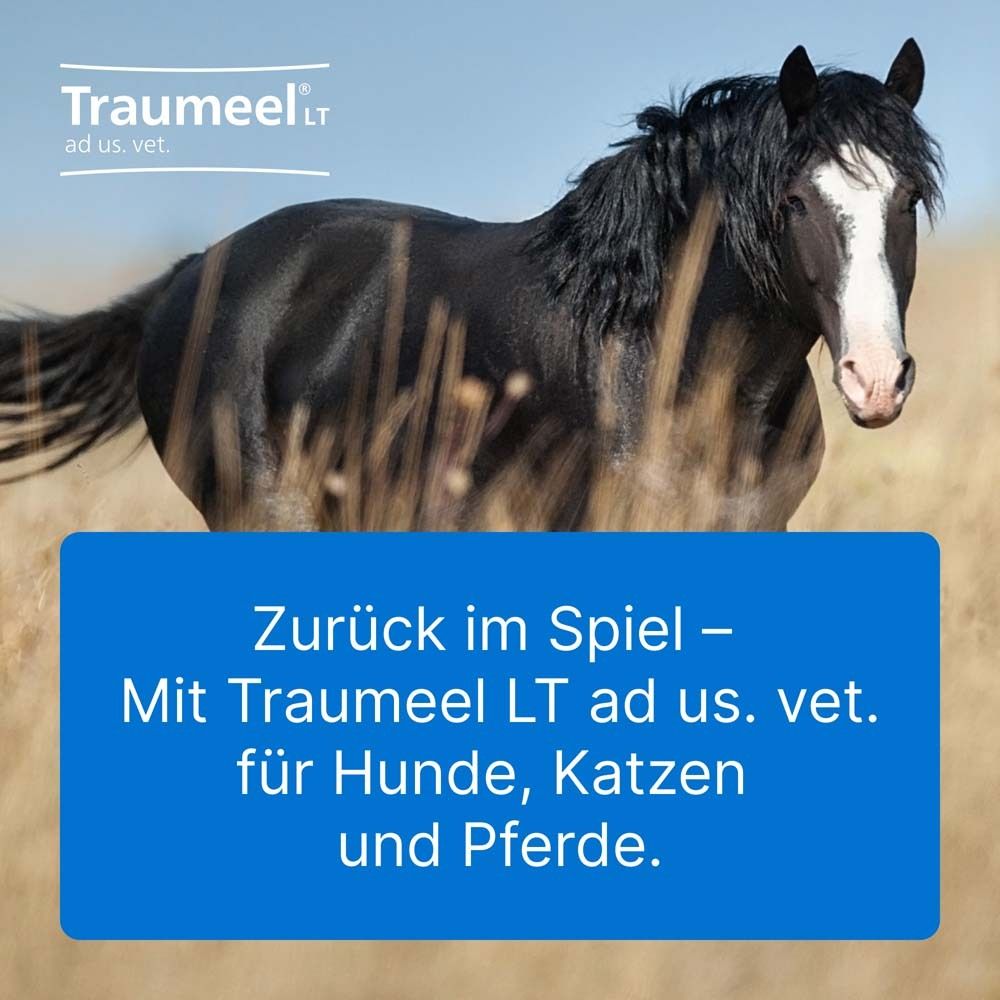 Schwarzes Pferd auf Wiese. Text: Zurück im Spiel – Mit Traumeel LT ad us. vet. für Hunde, Katzen und Pferde.