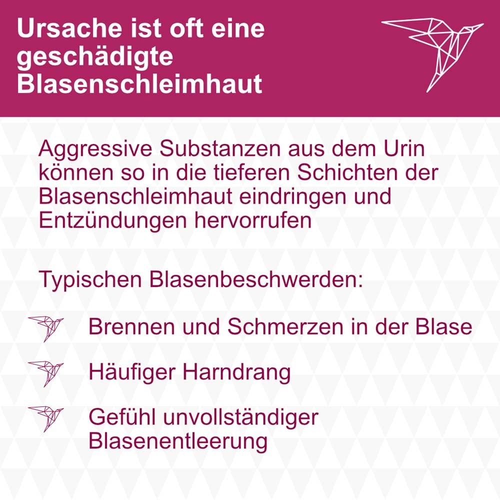 Text: Ursache ist oft eine geschädigte Blasenschleimhaut. Auflistung von typischen Blasenbeschwerden.