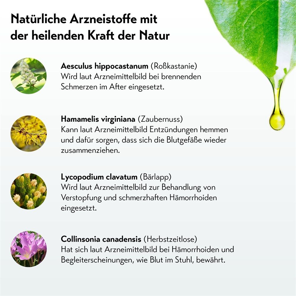Heilpflanzen für Hämorrhoiden-Behandlung: Aesculus, Hamamelis, Lycopodium, Collinsonia.