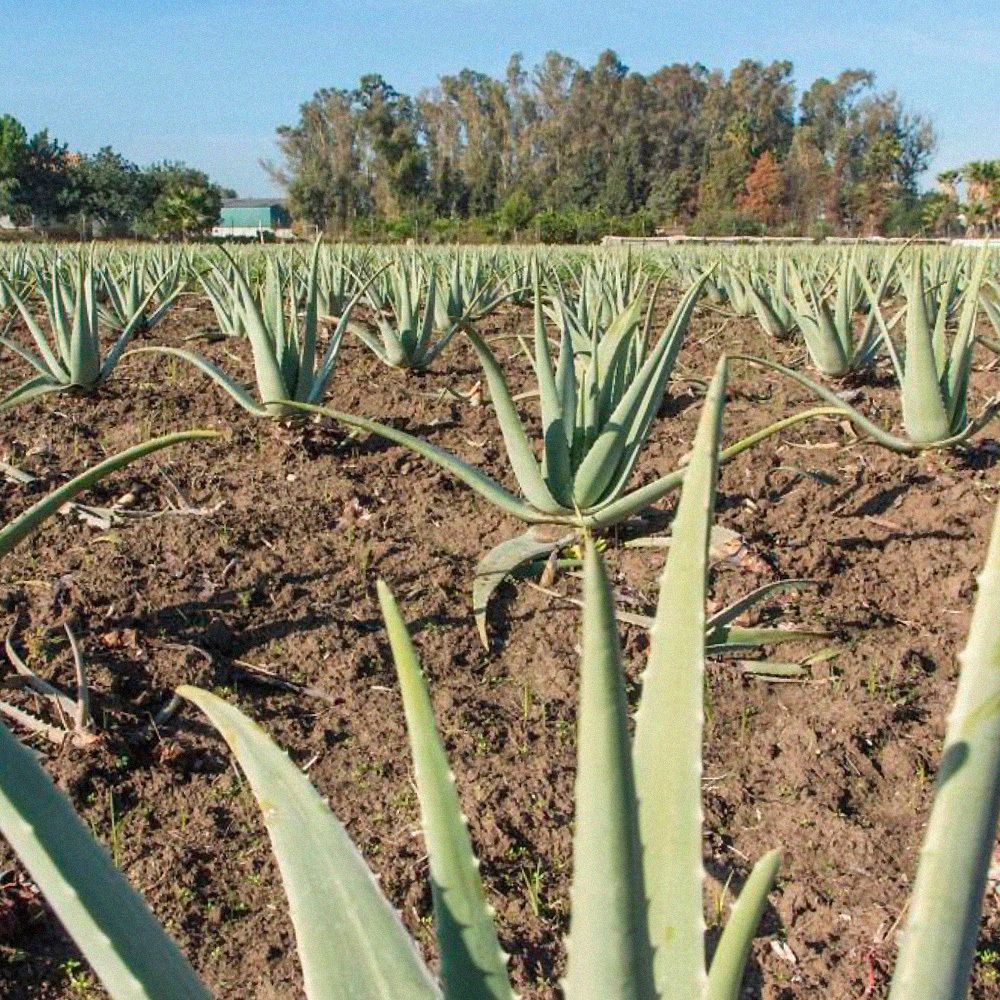 Aloe Vera-Pflanzen auf einem Feld. Grüne Blätter, braune Erde, Bäume im Hintergrund.