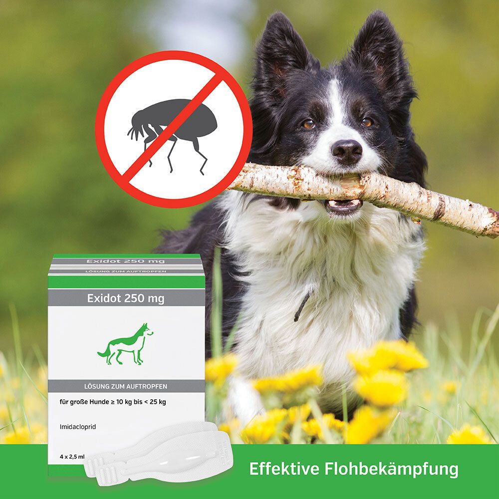 Exidot 250 mg Spot-On für große Hunde