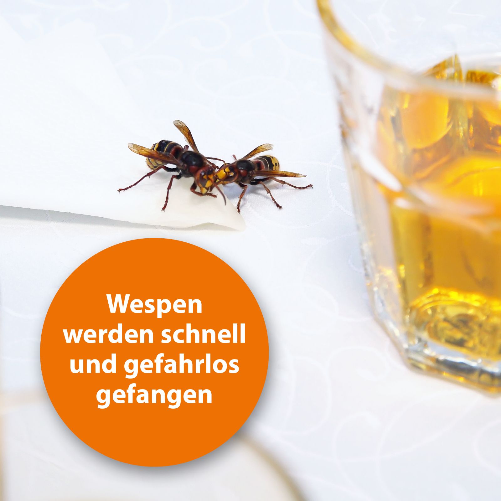 ARDAP Wespenfalle mit Langzeitschutz
