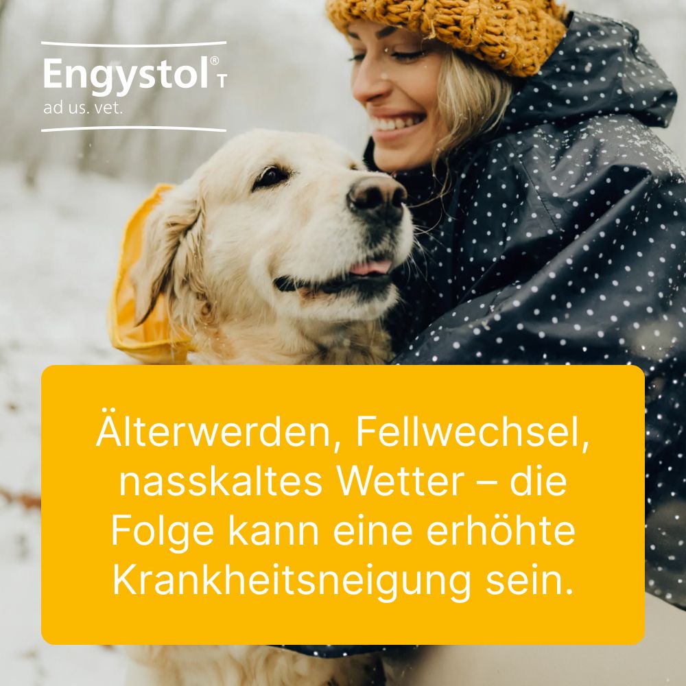 Engystol® ad us. vet. Tabletten