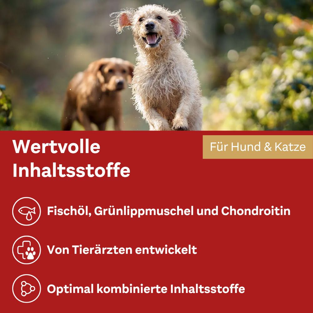 Hunde laufen. Wertvolle Inhaltsstoffe. Fischöl, Grünlippmuschel und Chondroitin. Von Tierärzten entwickelt.