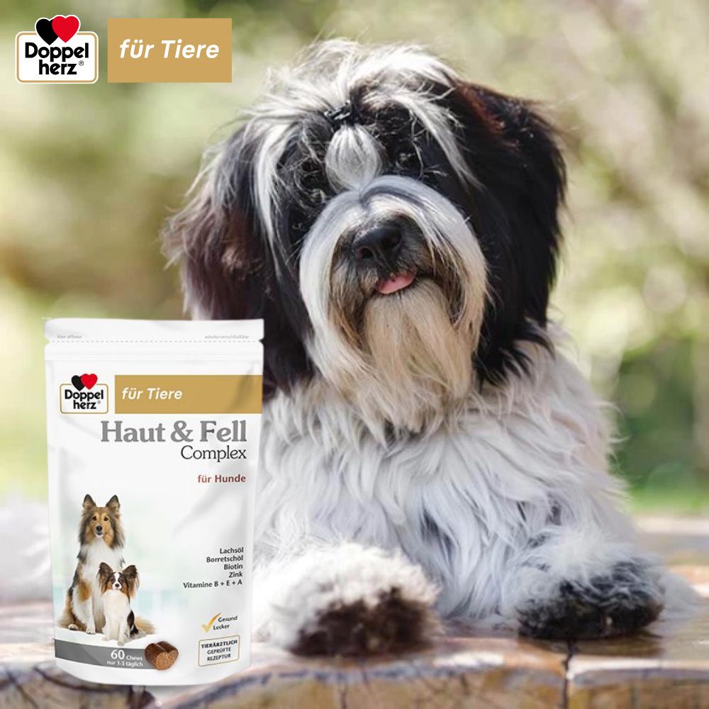 Hund neben Produktverpackung von Doppelherz für Tiere Haut & Fell Complex für Hunde. Die Verpackung zeigt Hunde und Kautabletten.