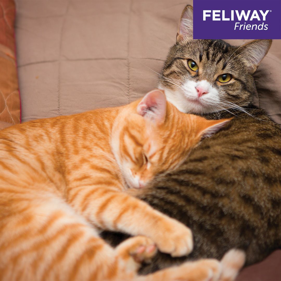 FELIWAY® Friends Nachfüllflakon