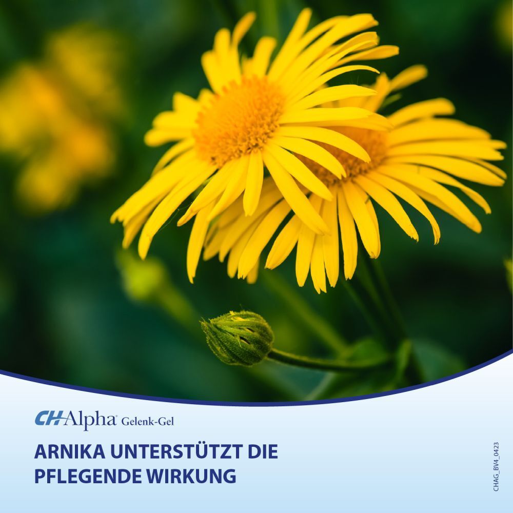 Nahaufnahme von gelben Arnika-Blüten. Text: Arnika unterstützt die pflegende Wirkung. CH-Alpha Gelenk-Gel Logo.