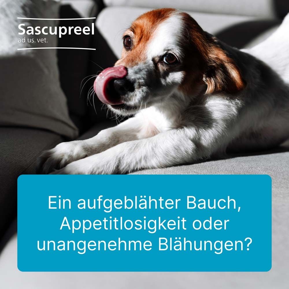 Ein Hund leckt sich die Nase. Text: Ein aufgeblähter Bauch, Appetitlosigkeit oder unangenehme Blähungen?