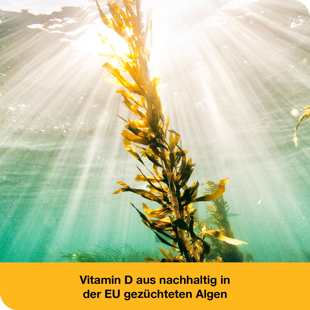 vitamin D-Loges® 2.000 I.E pflanzlich