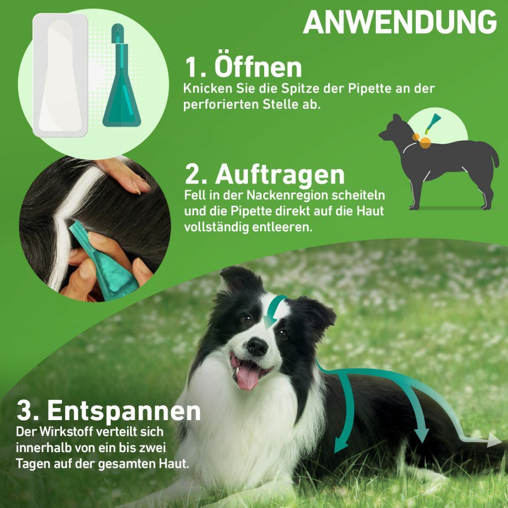 FRONTLINE COMBO® Spot on gegen Flöhe und Zecken Hund XL über 40kg