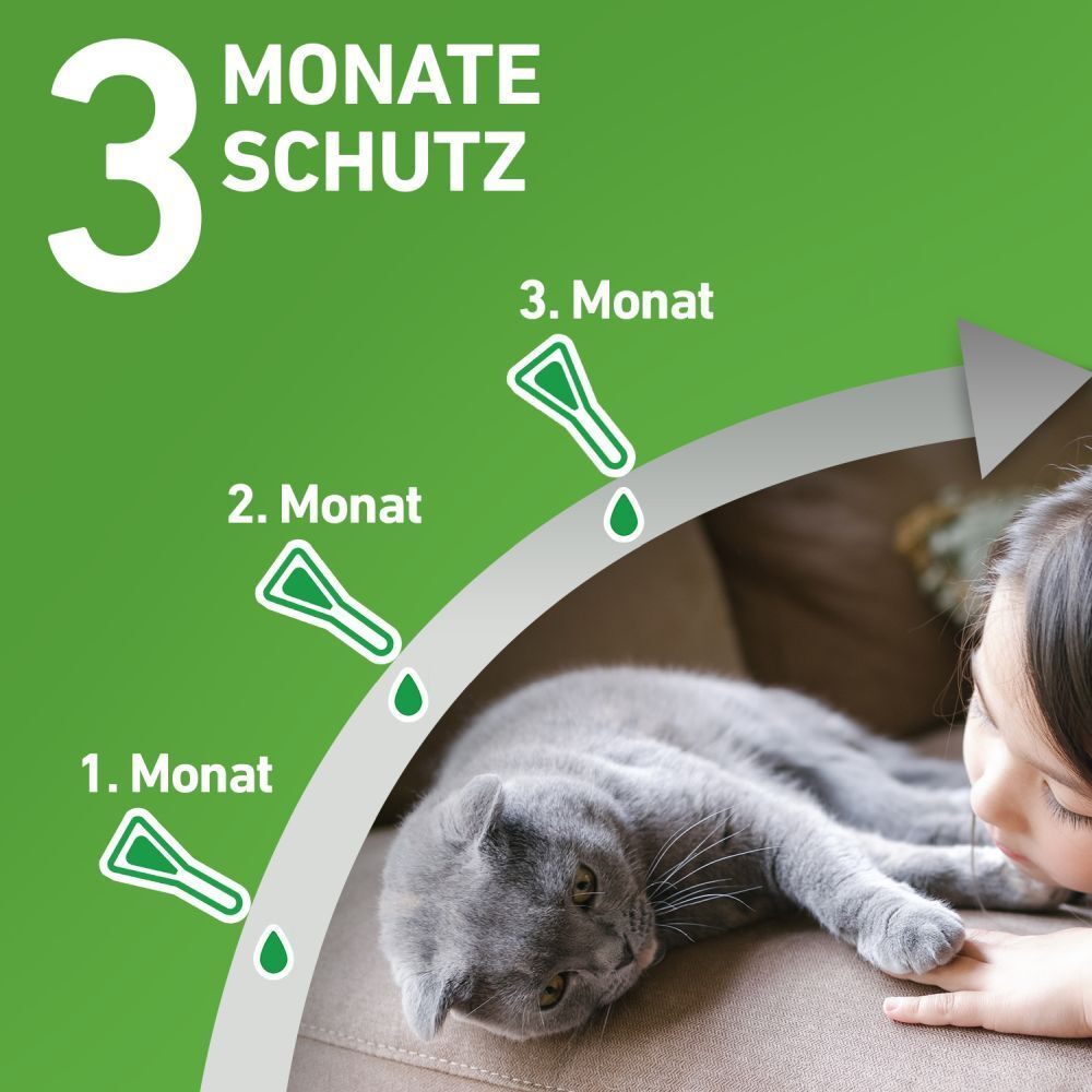 FRONTLINE COMBO® Spot on gegen Flöhe und Zecken Katze