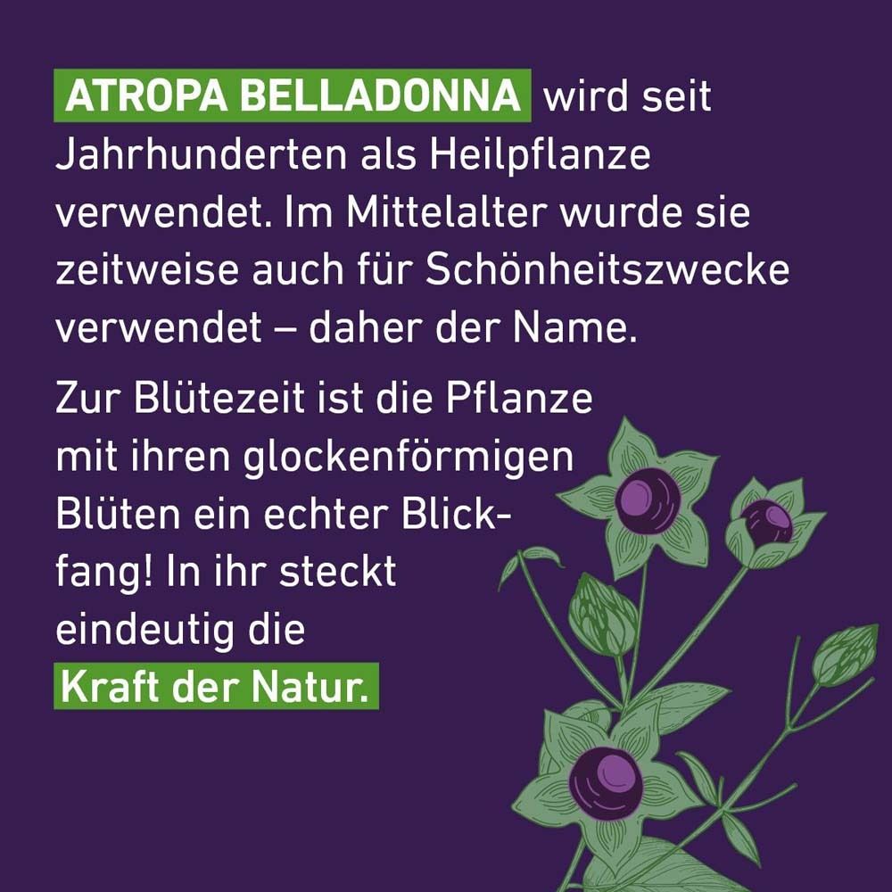 Text über Atropa Belladonna. Text auf lila Hintergrund mit Illustrationen von Blüten und Blättern.
