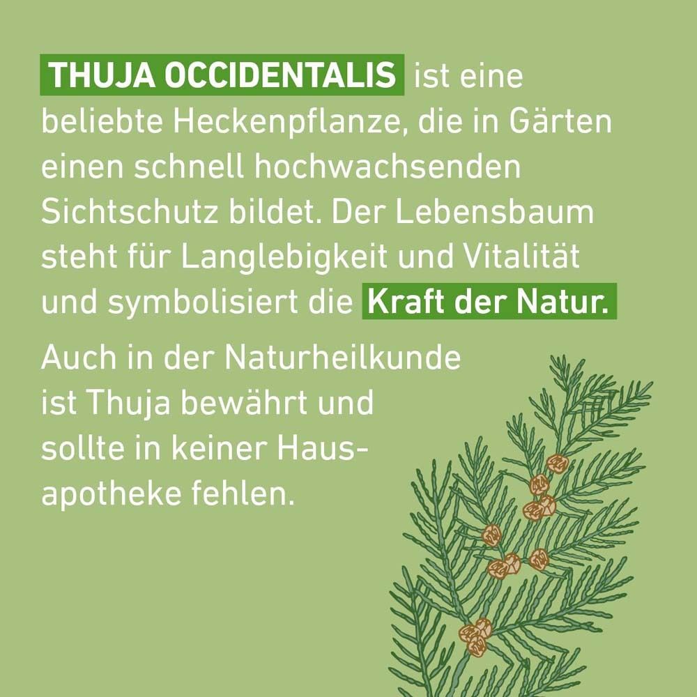 Text: THUJA OCCIDENTALIS. Beschreibung der Pflanze. Text über die Kraft der Natur. Grüner Hintergrund.