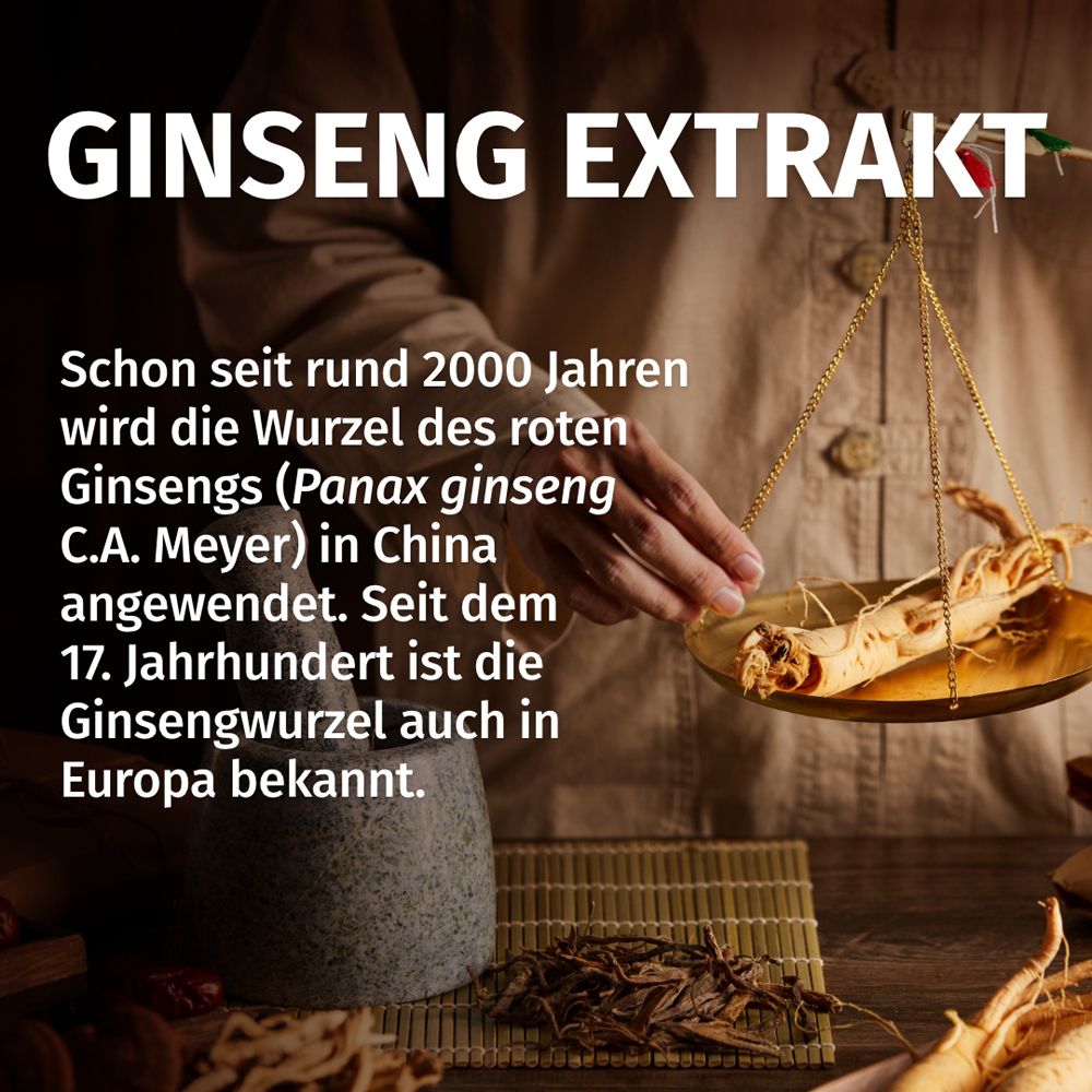 Ginsengwurzel auf einer Waage, historische Darstellung der Anwendung.