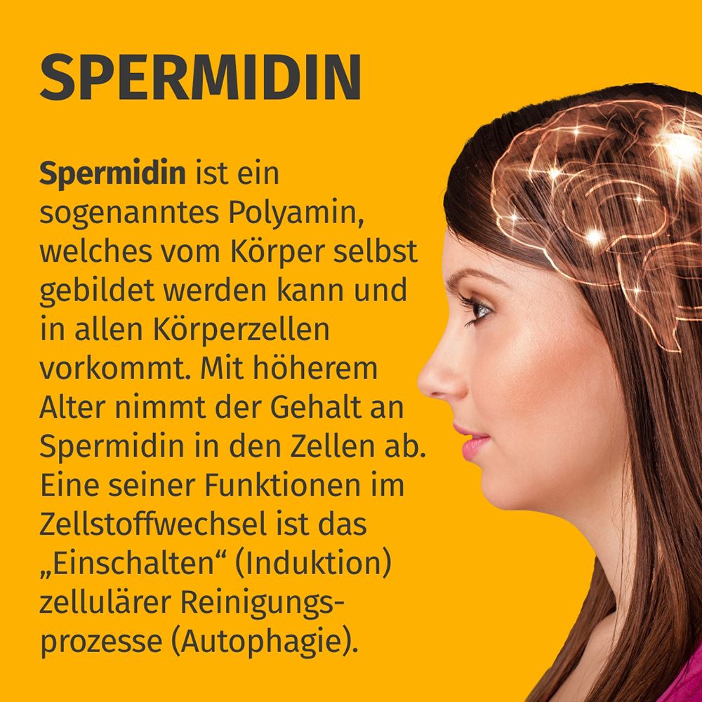Grafik: Gehirn mit leuchtenden Verbindungen. Text erklärt Spermidin als körpereigenes Polyamid.