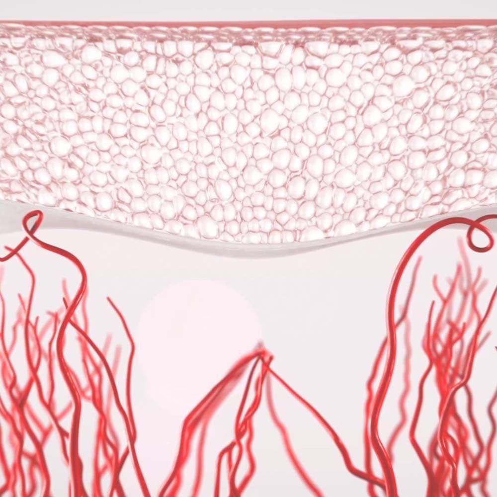 Schematische Darstellung der Haut. Rote Linien zeigen Blutgefäße.