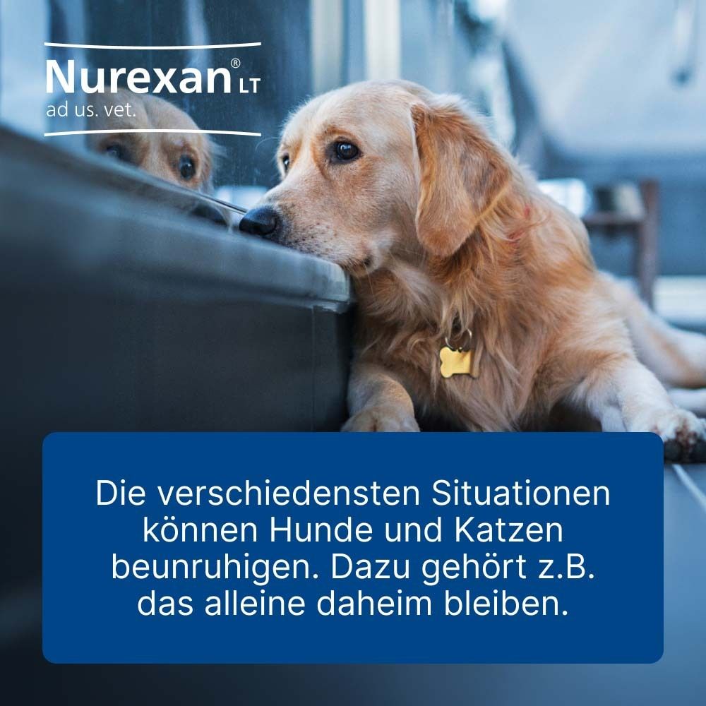 Ein Hund liegt an einem Fenster. Text: "Die verschiedensten Situationen können Hunde und Katzen beunruhigen."