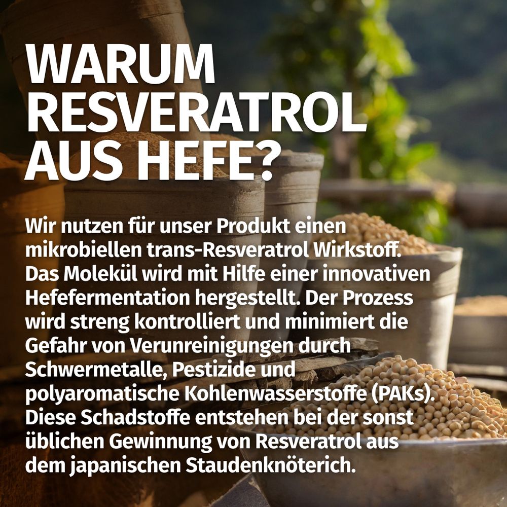 Warum Resveratrol aus Hefe? Mikrobieller Trans-Resveratrol Wirkstoff.