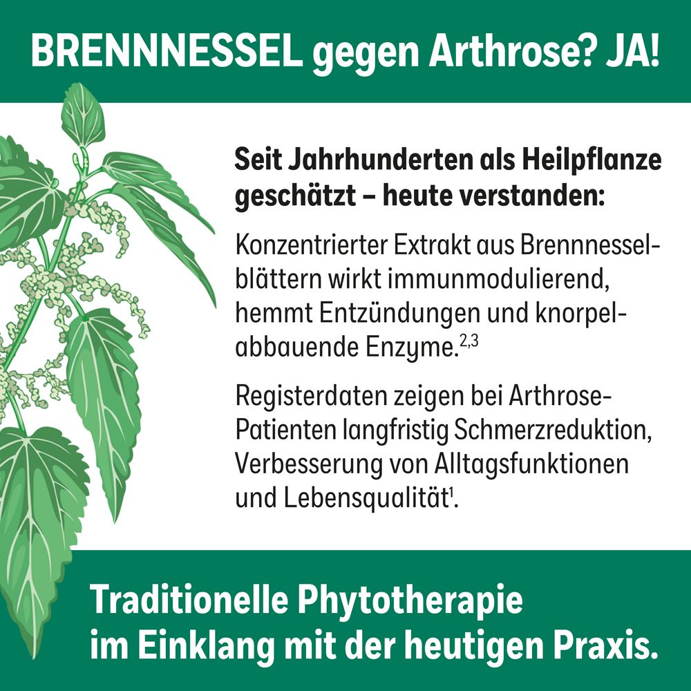 Text auf grünem Hintergrund: Brennnessel gegen Arthrose? Ja! Informationen über Brennnessel-Extrakt.