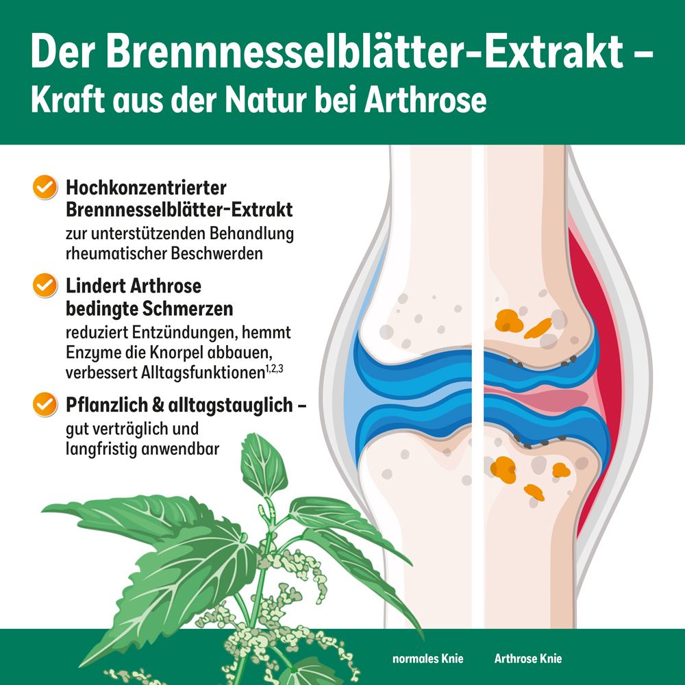 Grafik mit Kniegelenk-Illustrationen. Informationen über Brennnessel-Extrakt bei Arthrose.