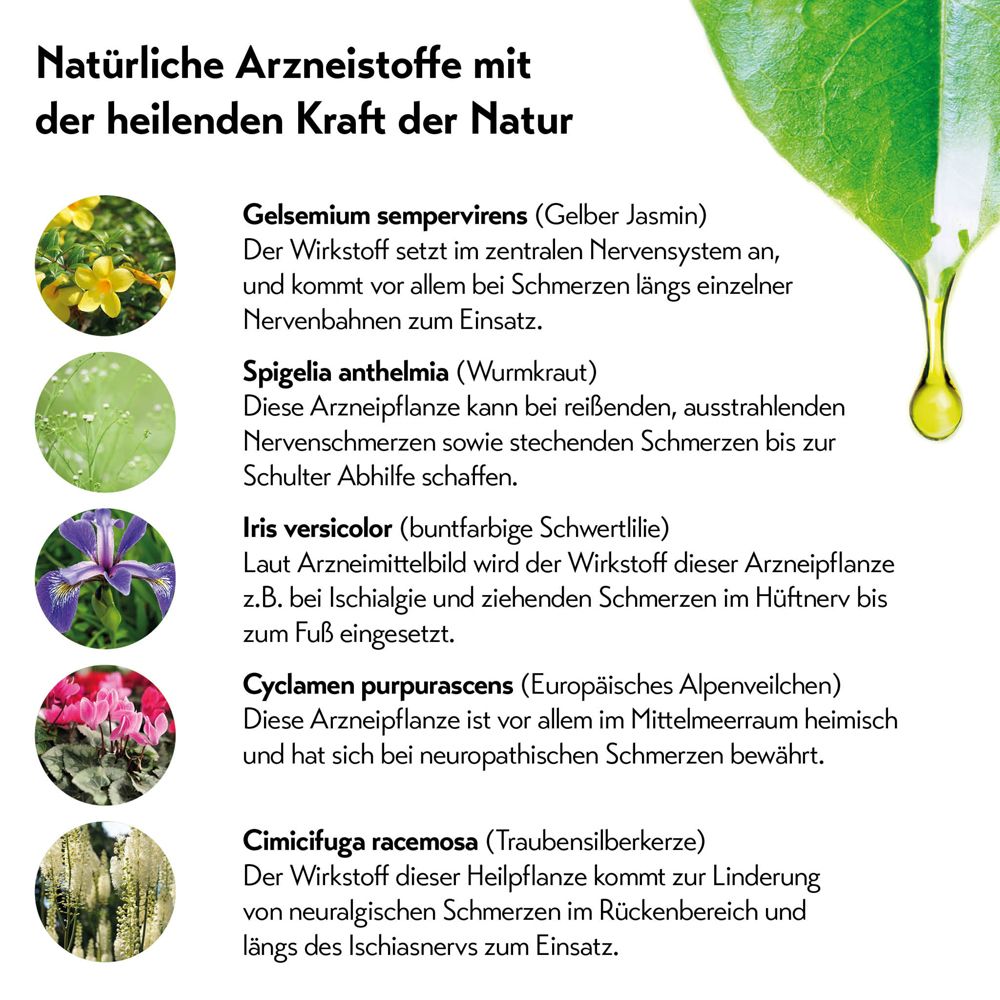 Pflanzenbilder und Texte zu den Wirkstoffen von Restaxil.
