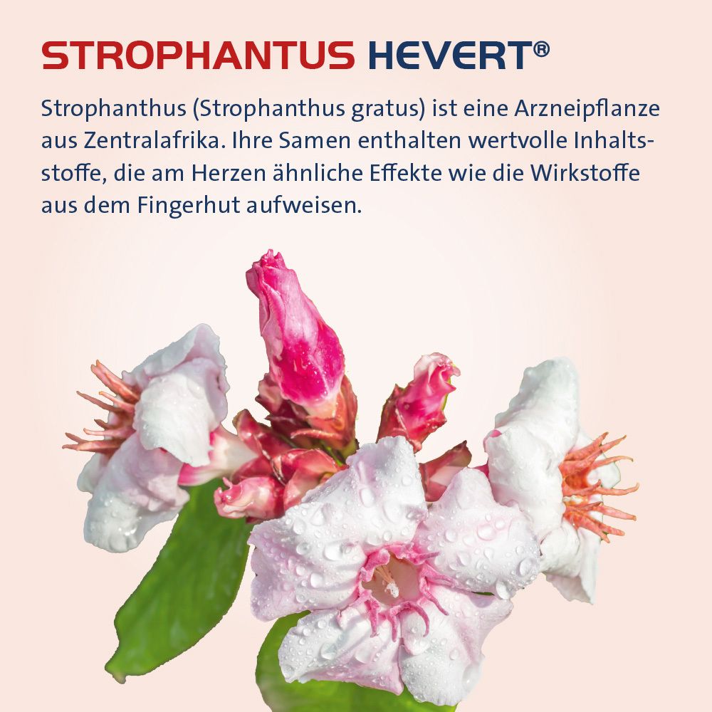 Nahaufnahme von Blüten. Text: Strophanthus ist eine Arzneipflanze. Enthält wertvolle Inhaltsstoffe.
