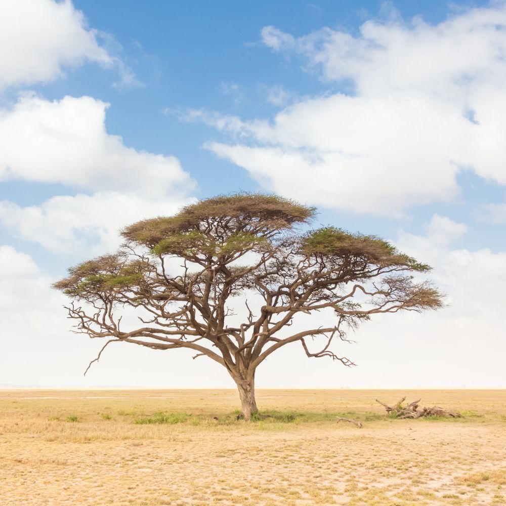 Baum in einer Landschaft. Blauer Himmel mit Wolken. Gelbes Gras im Vordergrund.