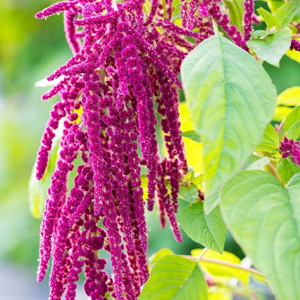 Nahaufnahme von Amaranth-Blüten in tiefem Pink. Grüne Blätter im Hintergrund.