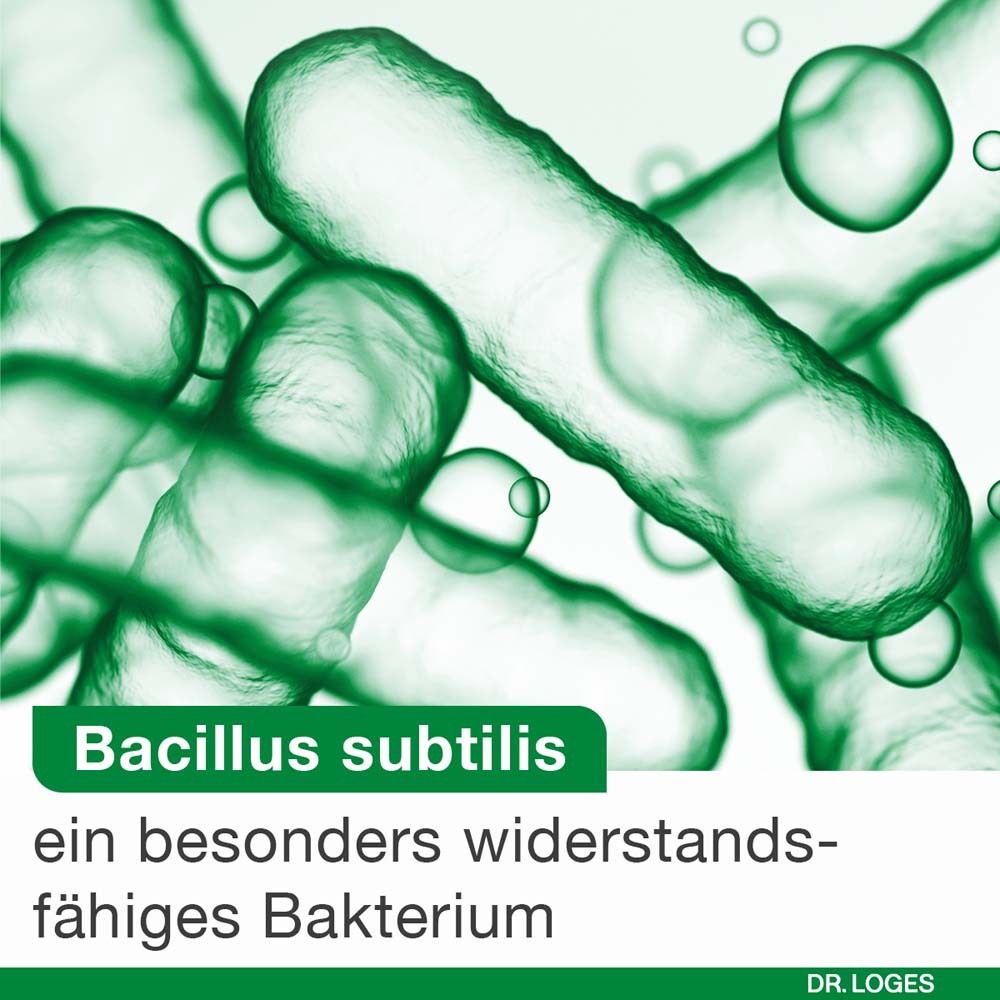 Abbildung von Bacillus subtilis Bakterien. Text: ein besonders widerstandsfähiges Bakterium.