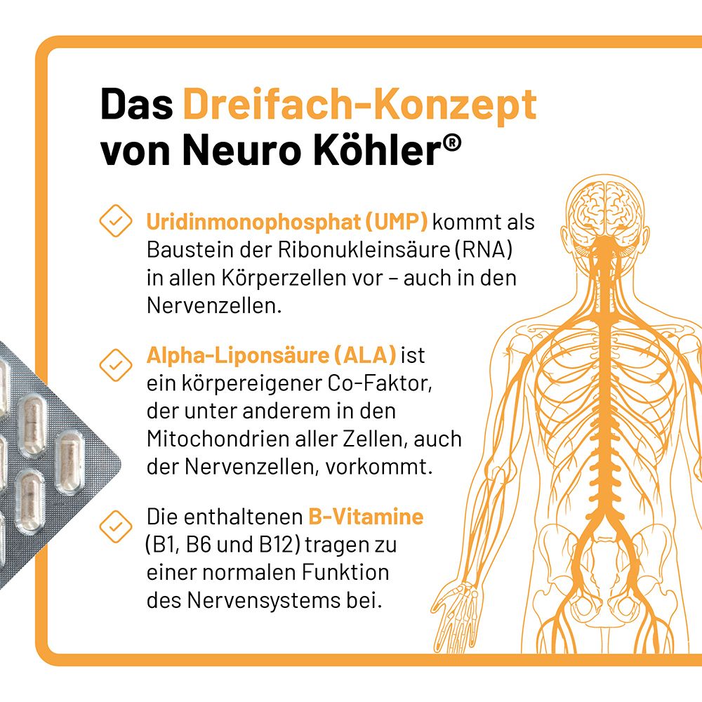Grafik des Nervensystems und Erklärung der Inhaltsstoffe von Neuro Köhler Kapseln.