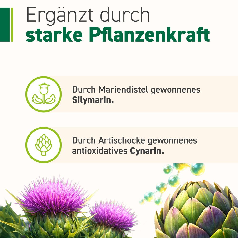 Grafik: Pflanzen. Text: Ergänzt durch starke Pflanzenkraft. Silymarin aus Mariendistel. Cynarin aus Artischocke. Blüten, Blätter.