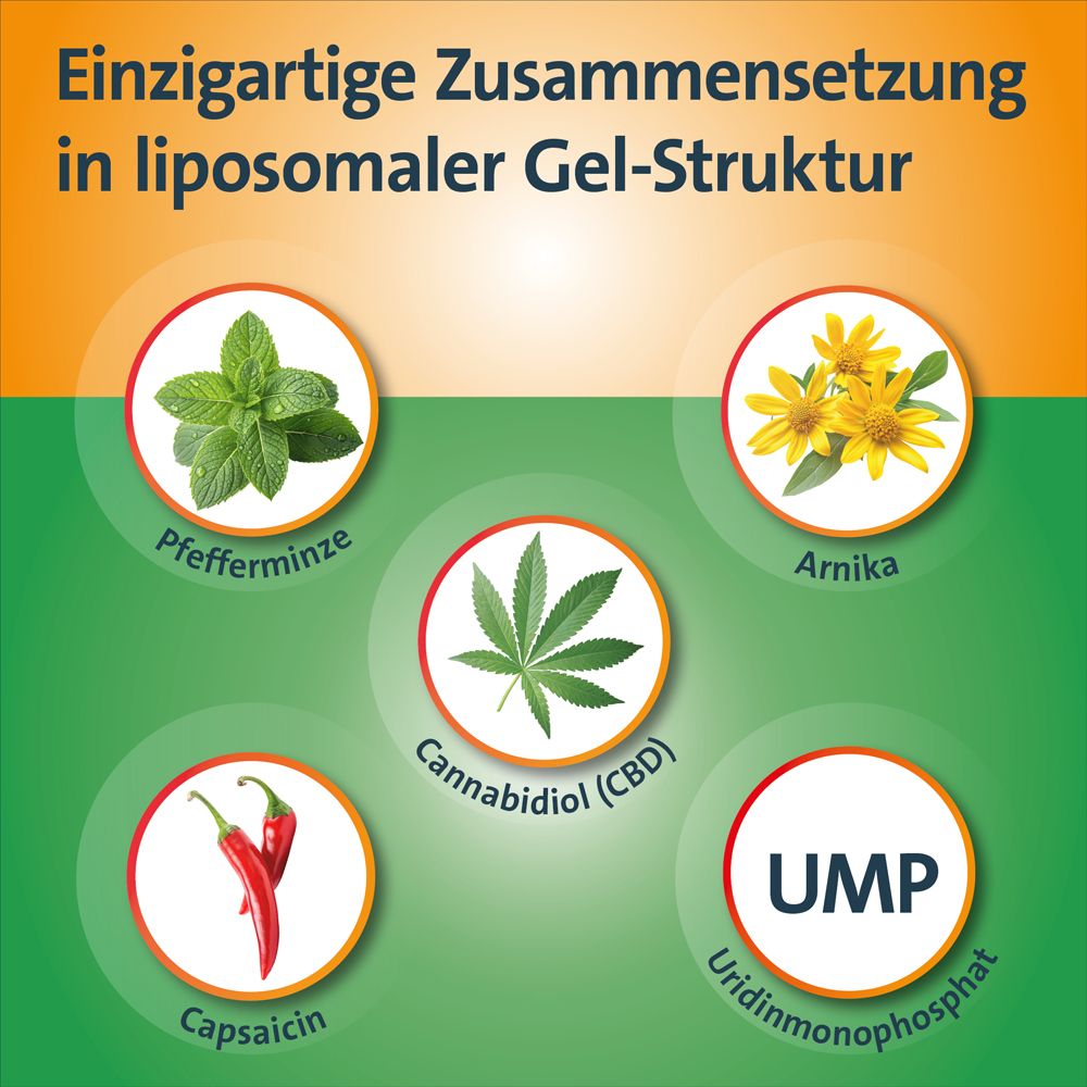 Inhaltsstoffe: Pfefferminze, Cannabidiol (CBD), Arnika, Capsaicin und UMP. Auf grünem Hintergrund.