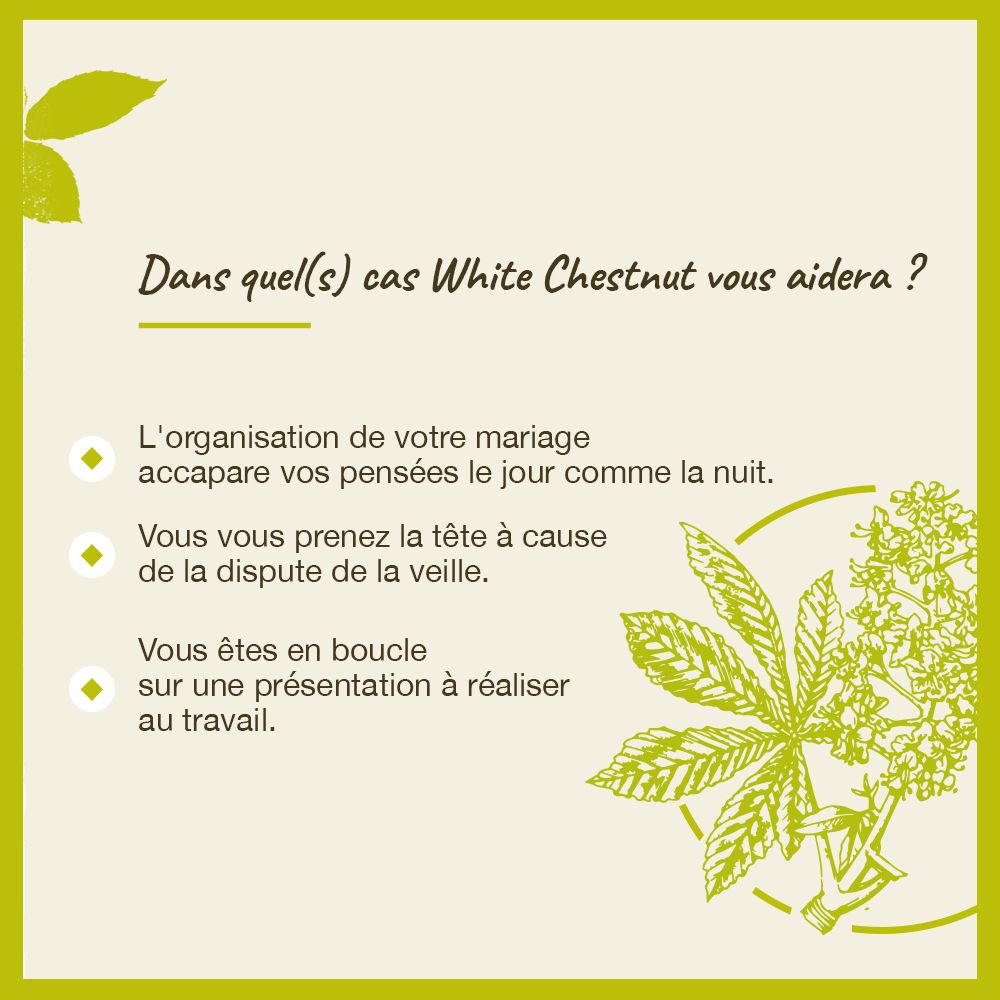 Texte sur fond vert. Questions et réponses sur "White Chestnut".