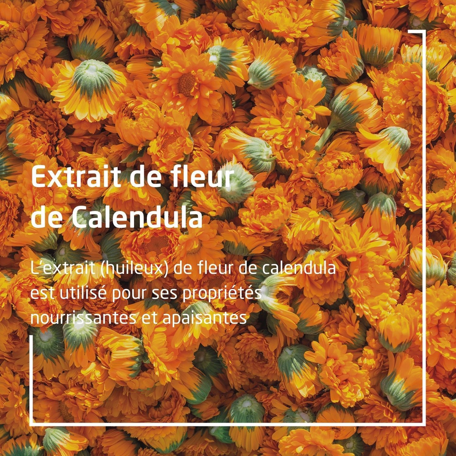 Nahaufnahme von orangefarbenen Calendula-Blüten. Text: Extrait de fleur de Calendula.