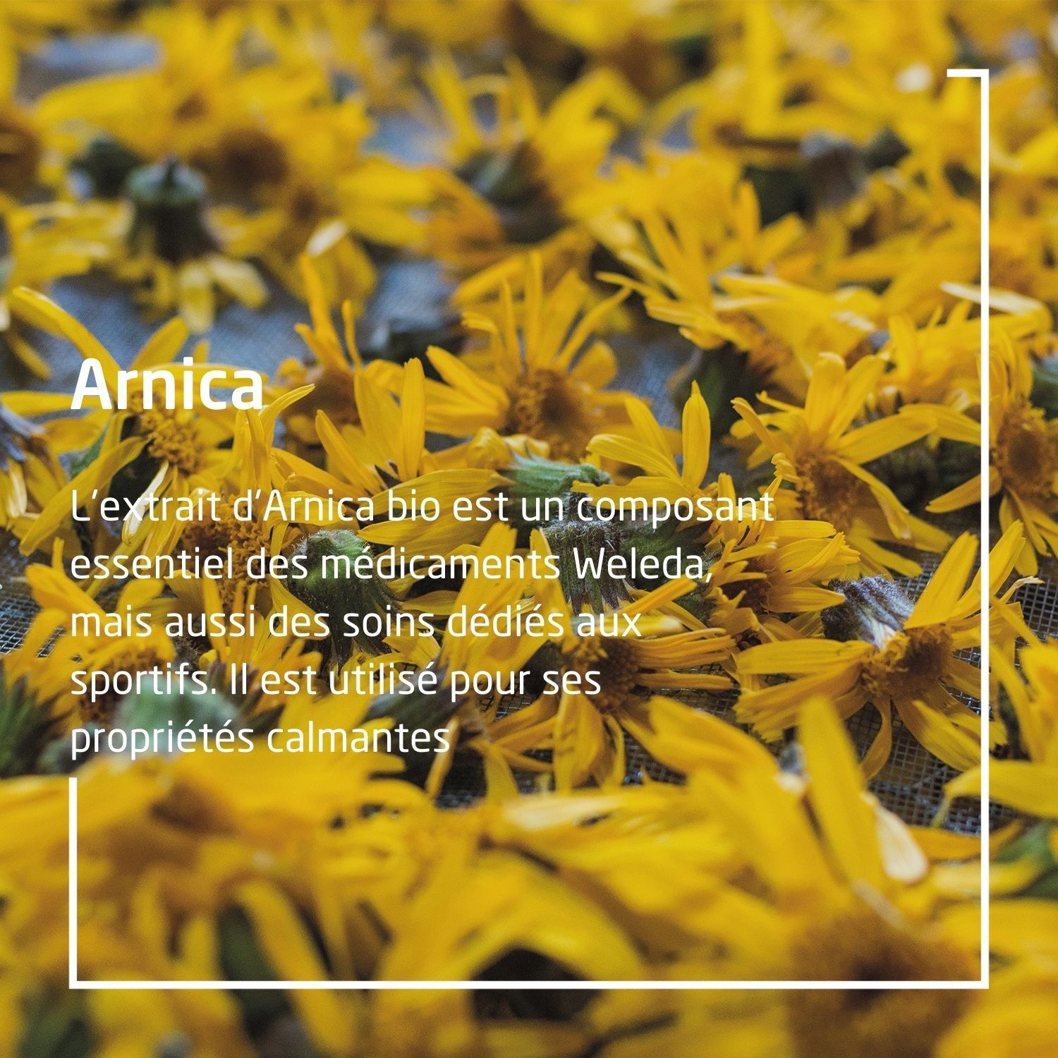 Nahaufnahme von gelben Arnika-Blüten. Text: 'Arnica'. Textabschnitte beschreiben die Eigenschaften der Pflanze.