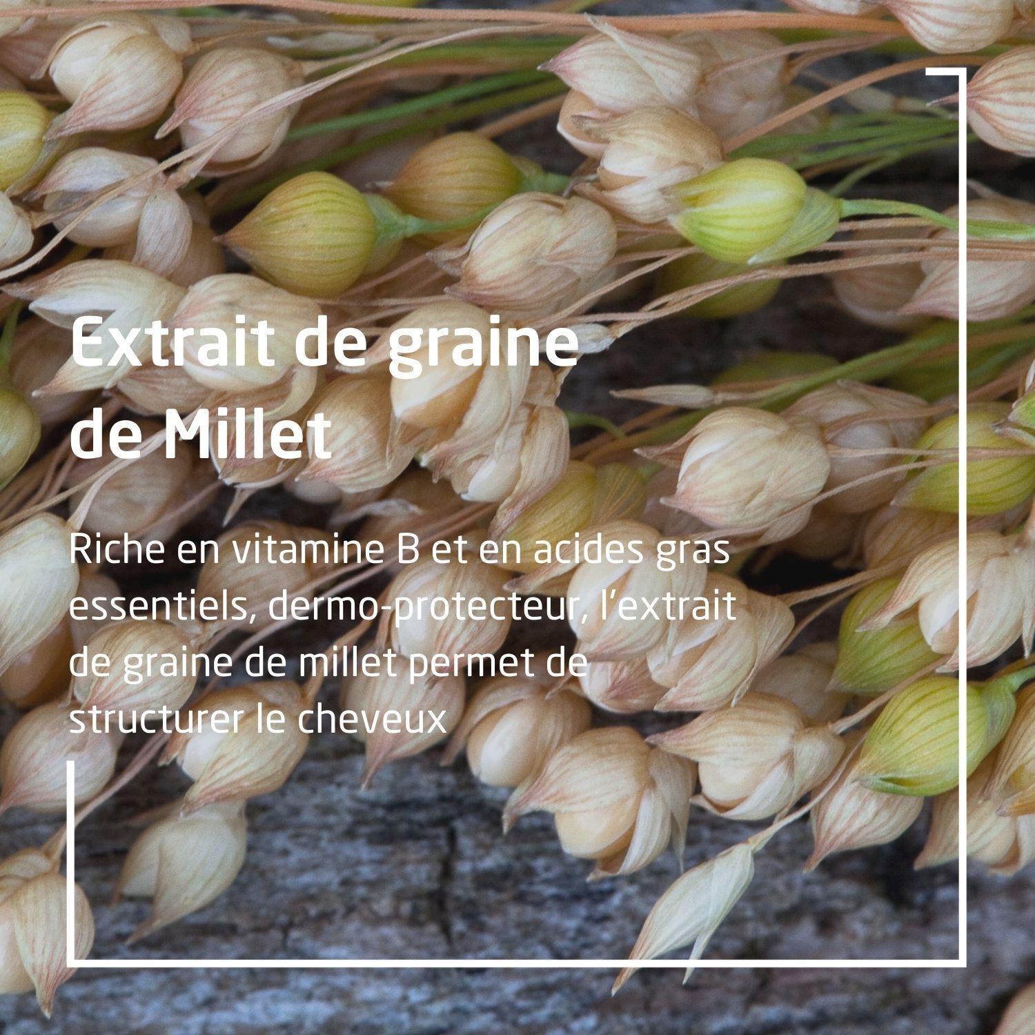 Nahaufnahme von Hirse-Samen. Text: Extrakt de graine de Millet. Reich an Vitamin B und Fettsäuren. Für die Haarstruktur.